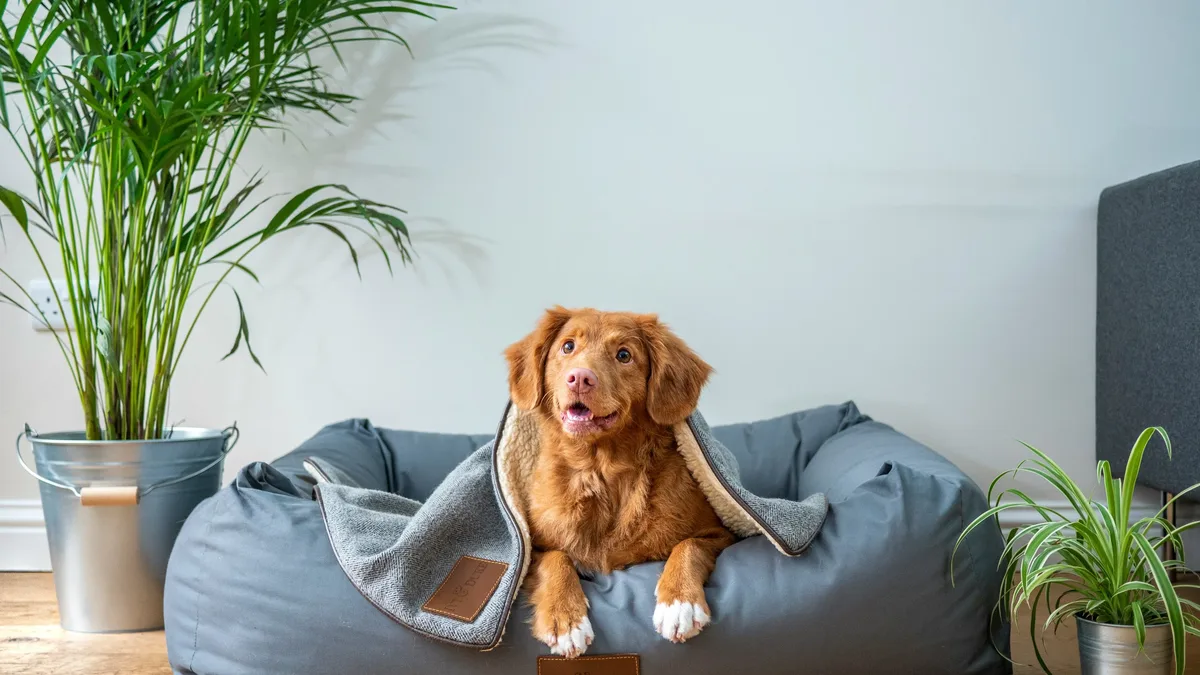 A dog is lying in a dog bed, with a blanket draped over it, surrounded by plants and a wooden floor.