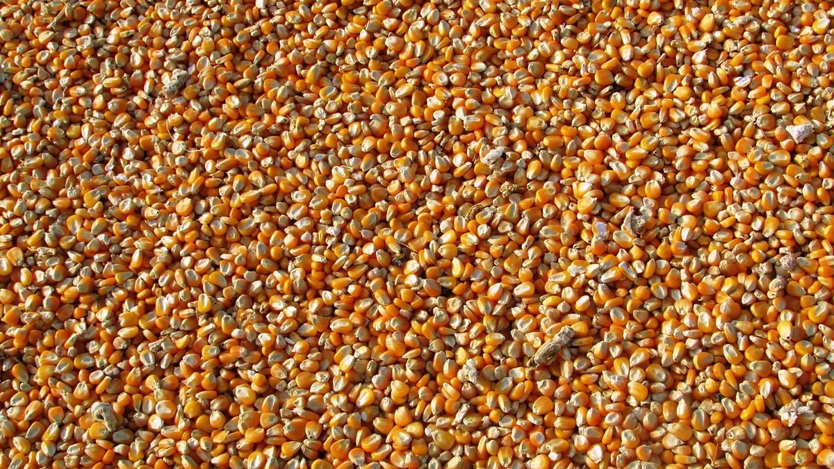 A large quantity of dried corn kernels, likely used for animal feed.