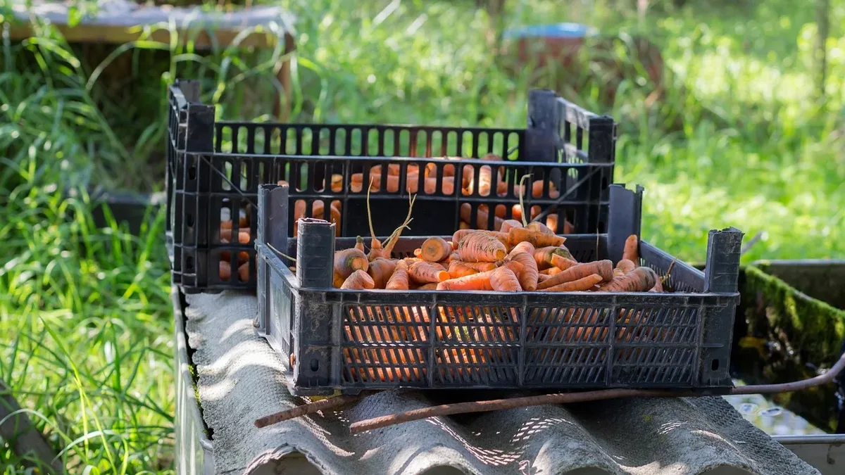 A black plastic crate filled with carrots sitting on a corrugated metal surface in a grassy area.