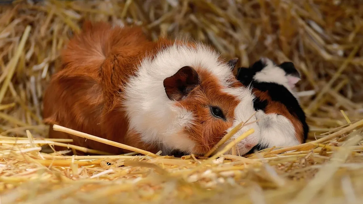 Guinea Pigs