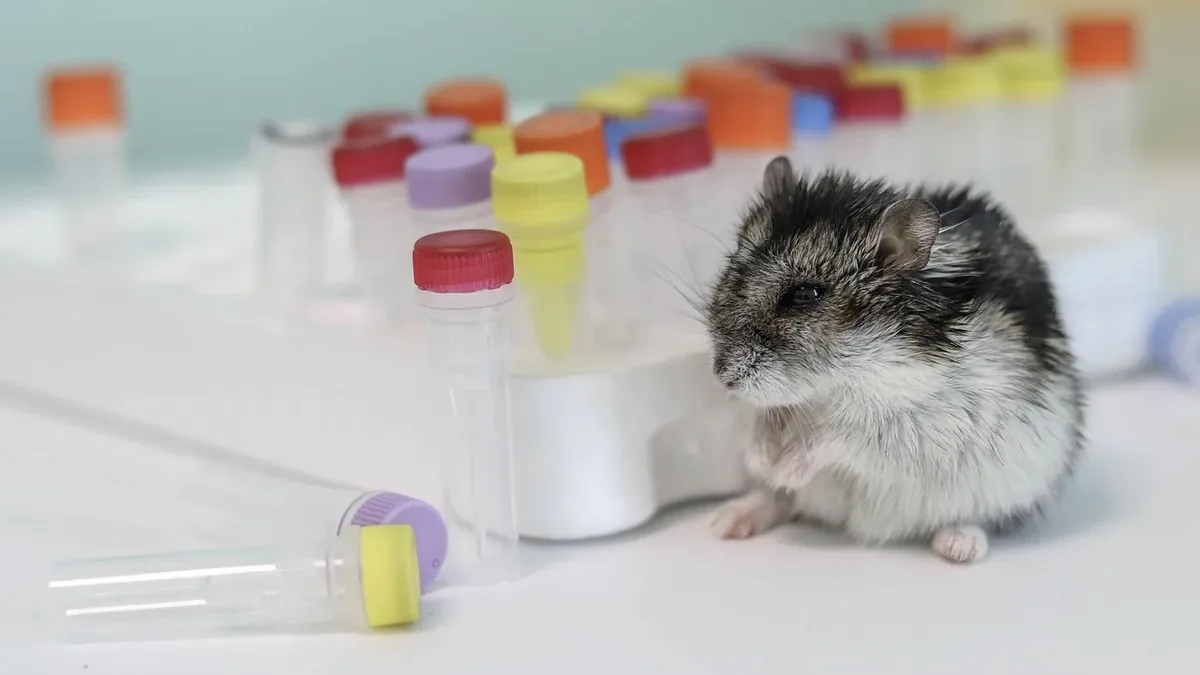 Hamsters