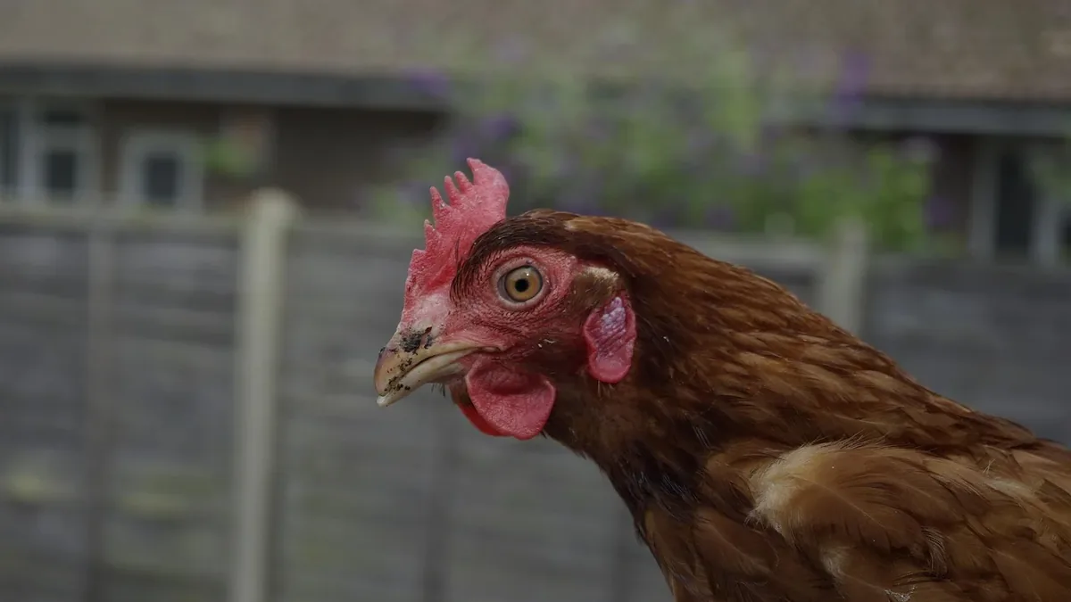 Backyard Chickens