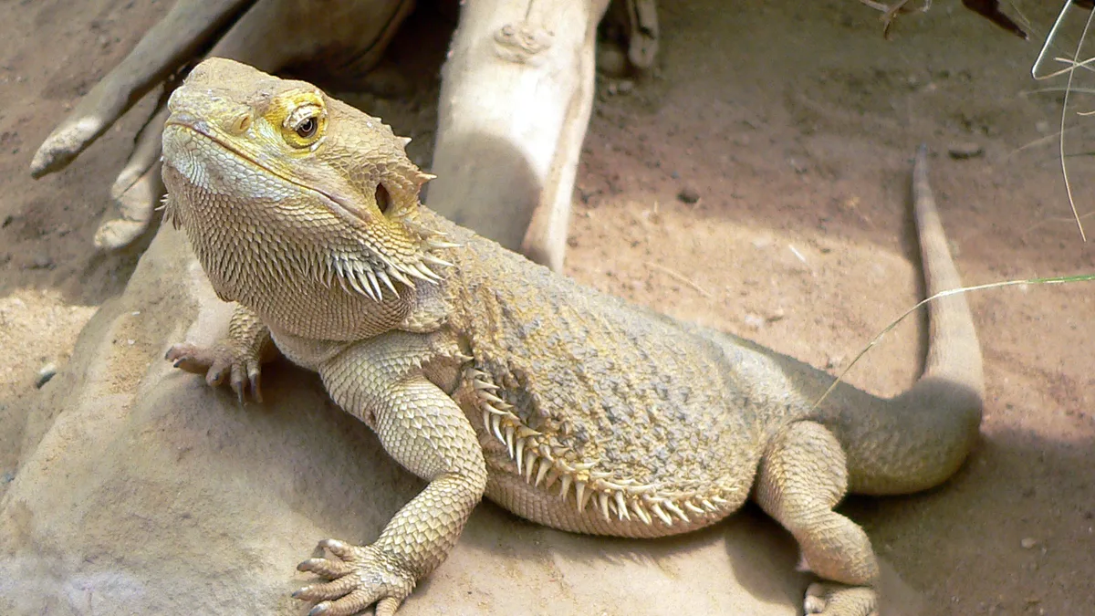 Bearded Dragons